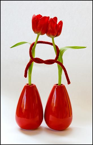 United - a competition draft?-united-tulips-02-little.jpg