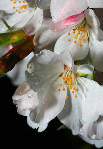 Macro Cherry Blossoms-000-1-.jpg