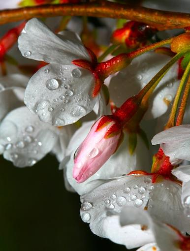 Macro Cherry Blossoms-000-2-.jpg