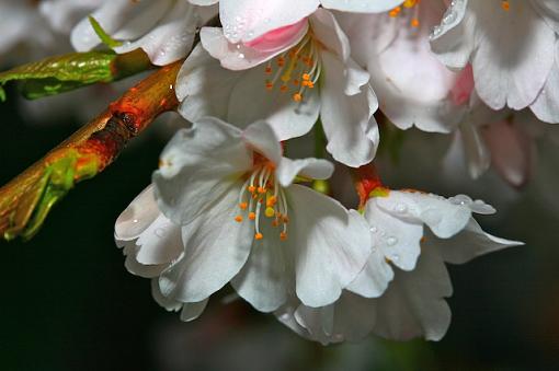 Macro Cherry Blossoms-000-3-.jpg