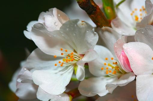 Macro Cherry Blossoms-000.jpg