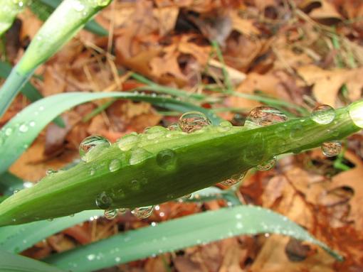 Tiny magnifiers-waterdrop.jpg