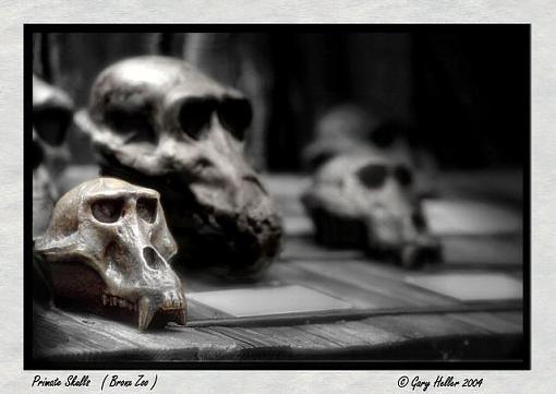 Primate Skulls . . .-skulls0704-301906xxbwweb.jpg