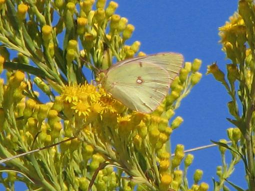 Clouded Sulfur Moth-clouded-sulphur-moth-2-_800x600.jpg