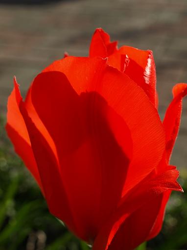 More flowers!-tulip.jpg