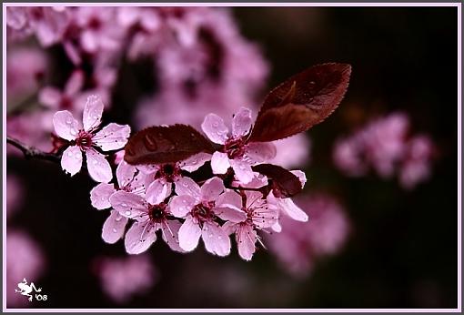 chokecherry-fh214-pruno_mg_7326_rj.jpg