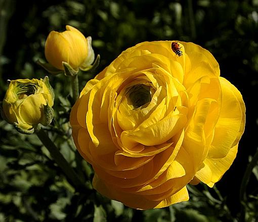 ranunculus and friend-0600pr.jpg