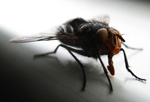 Fly Macro-fly-1.jpg