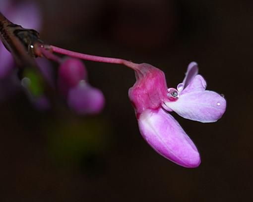 Red bud flower-dsc_9463editedcopyright.jpg