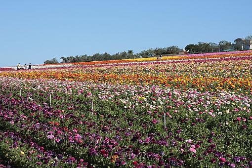 ranunculus and friend-0544.jpg