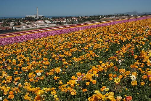 ranunculus and friend-0622.jpg