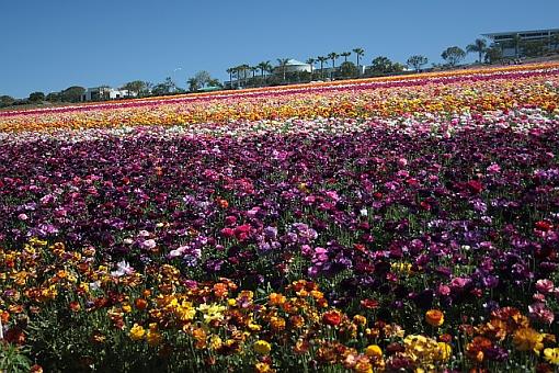 ranunculus and friend-0624.jpg