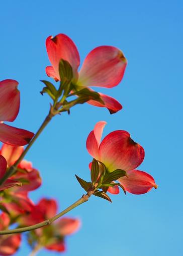 Dogwoods-a-poppin!-000-247.jpg