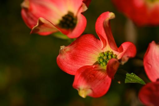 Dogwoods-a-poppin!-000-250.jpg