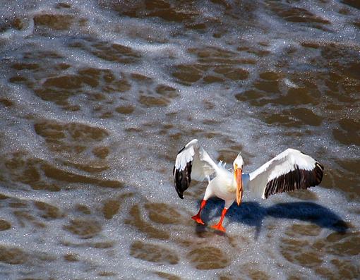 Fishing is for the birds.-dsc_2946.aa.jpg