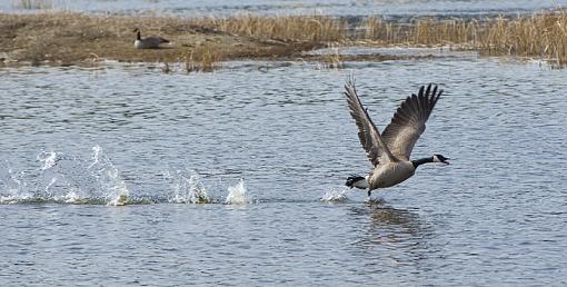 Another day shooting birds-gooselowfly.jpg