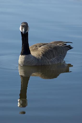 Another day shooting birds-goosereflect.jpg