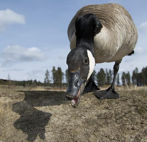 Another day shooting birds-goosecloseup.jpg