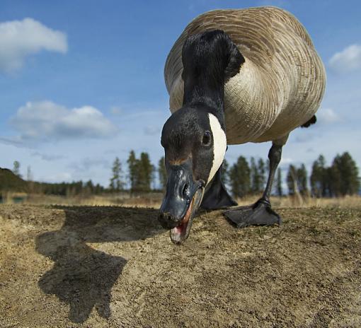 Another day shooting birds-goosecloseup3.jpg