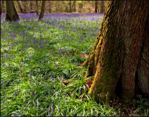 Bluebell Woods-bluebells-01-orton-jpg.jpg