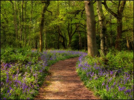 Another Bluebell Wood Picture-bluebell-woods-02-jpg.jpg