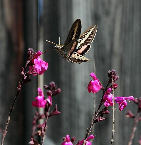 Sphinx Moth-0651pr.jpg