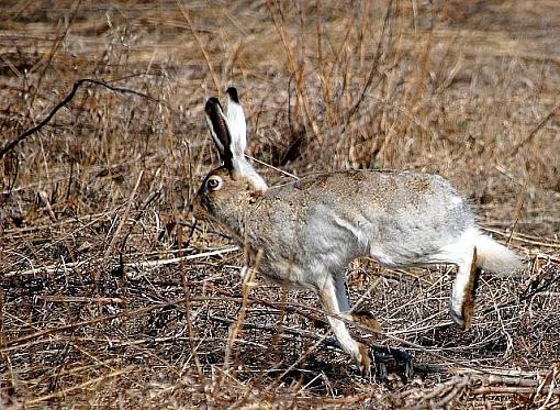 Jack Rabbit-jackrabbitsm.jpg