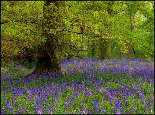 Bluebell Wood .. last one-orton-effect-bluebell-wood-no-2-small.jpg