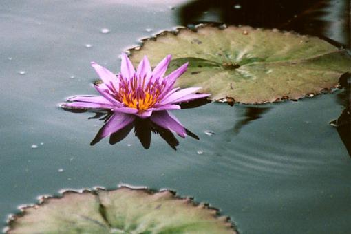 Water Lily-waterlily2.jpg