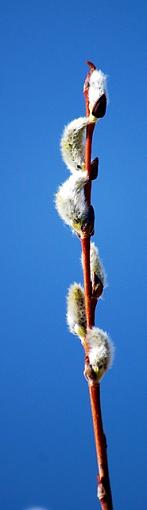 New Growth-dsc_3259.aa.jpg