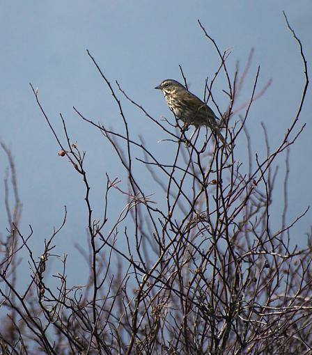 Bothering me-birdmay1crop2.jpg