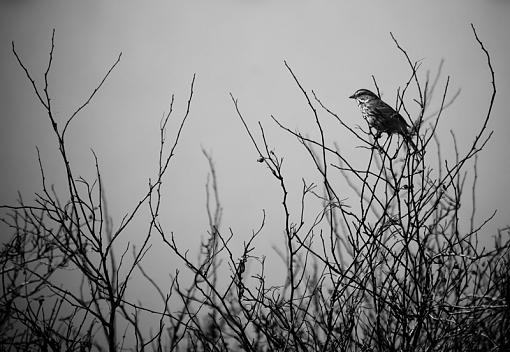 Bothering me-birdmay1bw.jpg