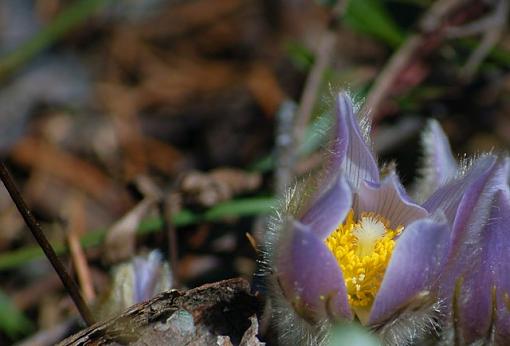 Spring time Crocus's-dsc_3410.aa.jpg