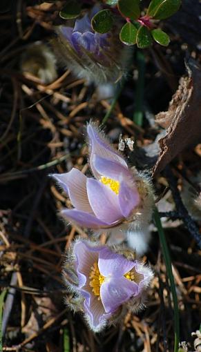 Spring time Crocus's-dsc_3411.aa.jpg