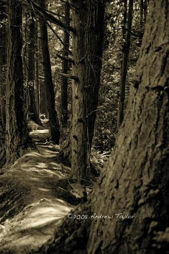 Forest Path-forest-path.jpg