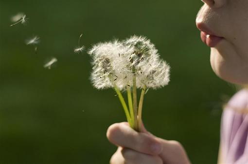 dandylion and my daughter-sam-medium-.jpg