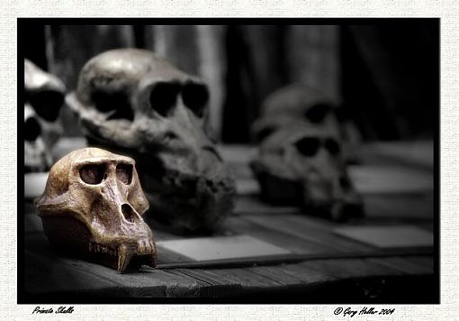 Primate Skulls . . .-skulls0704-301906xbwedit.jpg