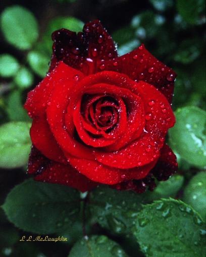 Rain-touched Rose-rain-touched-rose.jpg