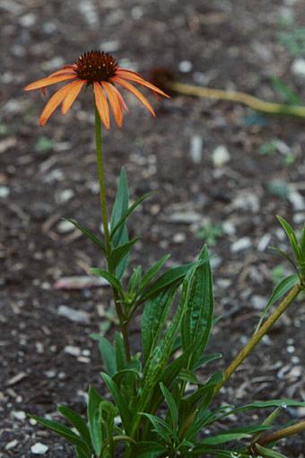 Some more flowers...-aster.jpg