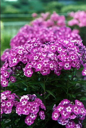 Some more flowers...-phlox1.jpg