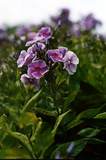 Some more flowers...-phlox3.jpg