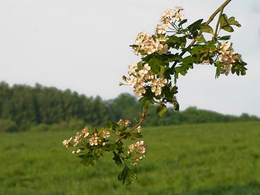 blossom-img_1429.jpg