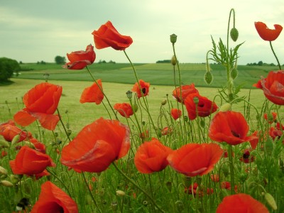 Name:  polish_poppies1.JPG
Views: 58
Size:  38.6 KB