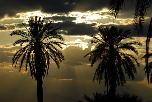 Palms-dsc_5911_px800.jpg