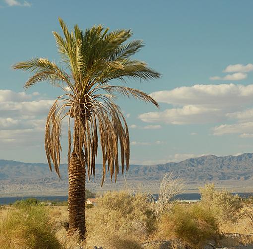 Palms-dsc_5834_px600.jpg