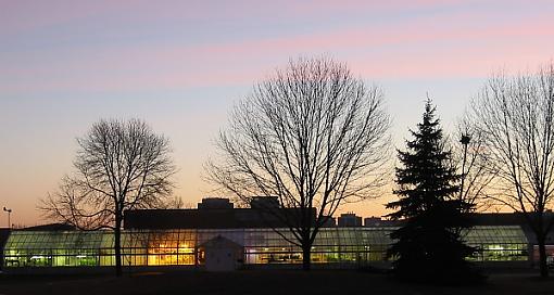 Grubby greenhouse windows-greenhouse2.jpg