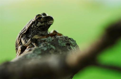 tree frog-_b0c0081-medium-.jpg