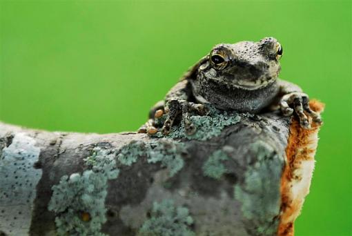 tree frog-_b0c0092-medium-.jpg