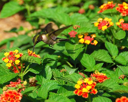 Humming bird-dsc_4000-copy-web.jpg