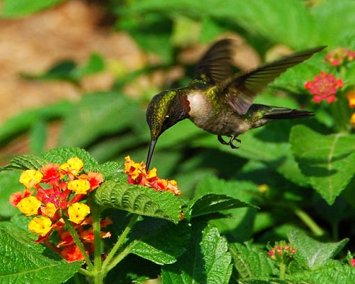 Humming bird-dsc_4000-copy-web-cropped.jpg